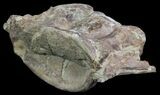 Xiphactinus (Cretaceous Fish) Vertebra - Kansas #64159-2